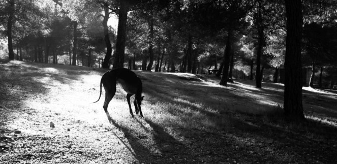 16162_10151360385805329_344112839_n